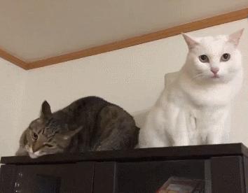 俄罗斯猫敢惹吗,俄罗斯猫有多凶猛