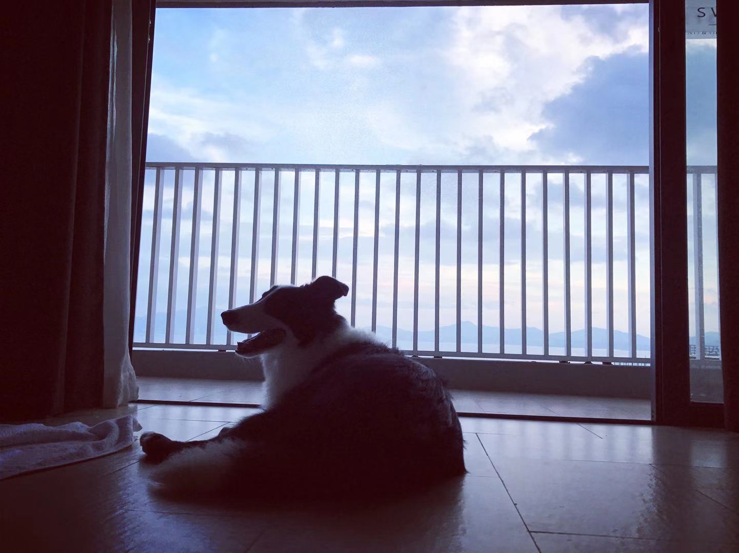 我的狗生病了但是还很活泼,一只狗得了犬瘟最后痊愈了