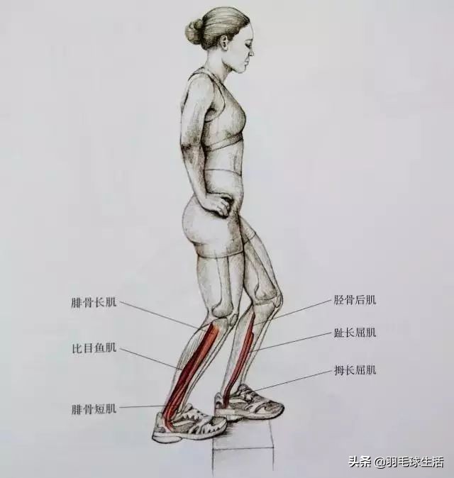 打羽毛球防止腿变粗,打羽毛球前后拉伸动作防止腿变粗