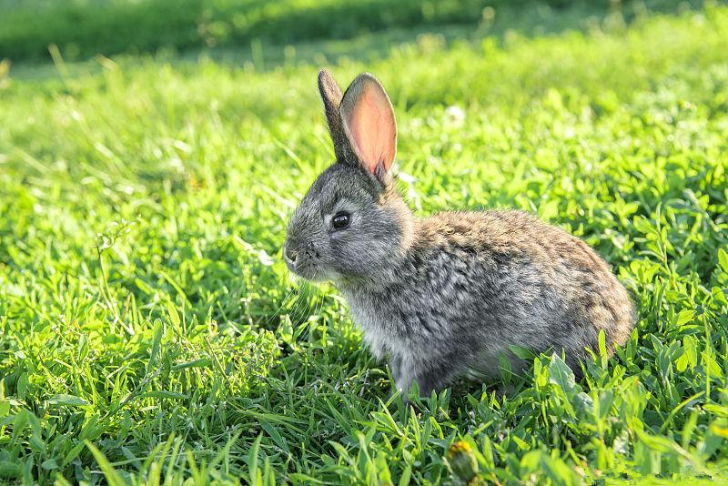 养兔的疾病治疗与饲养,家兔怎么养下兔崽子