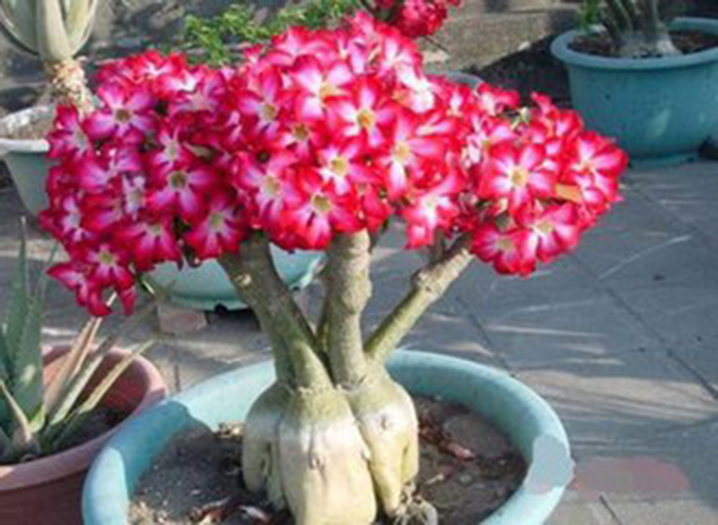 沙漠玫瑰叶子枯一半,沙漠玫瑰开完花了光秃秃怎么办