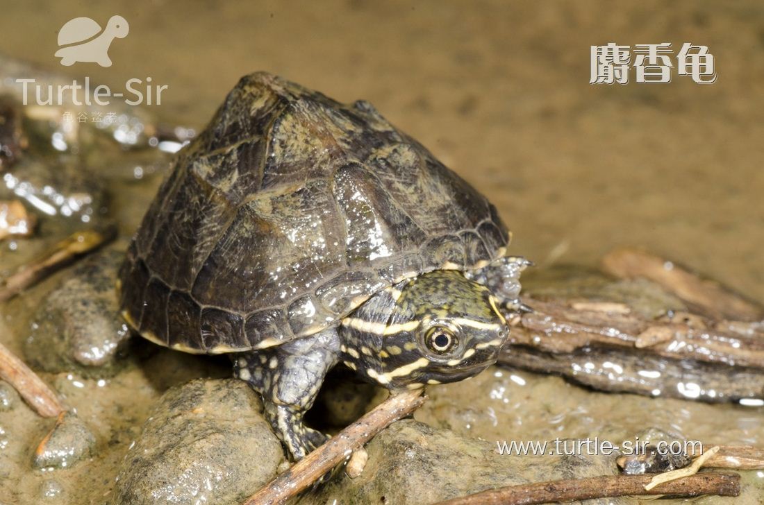 麝香龟腐皮了怎么办,斑点池龟腐皮怎么治