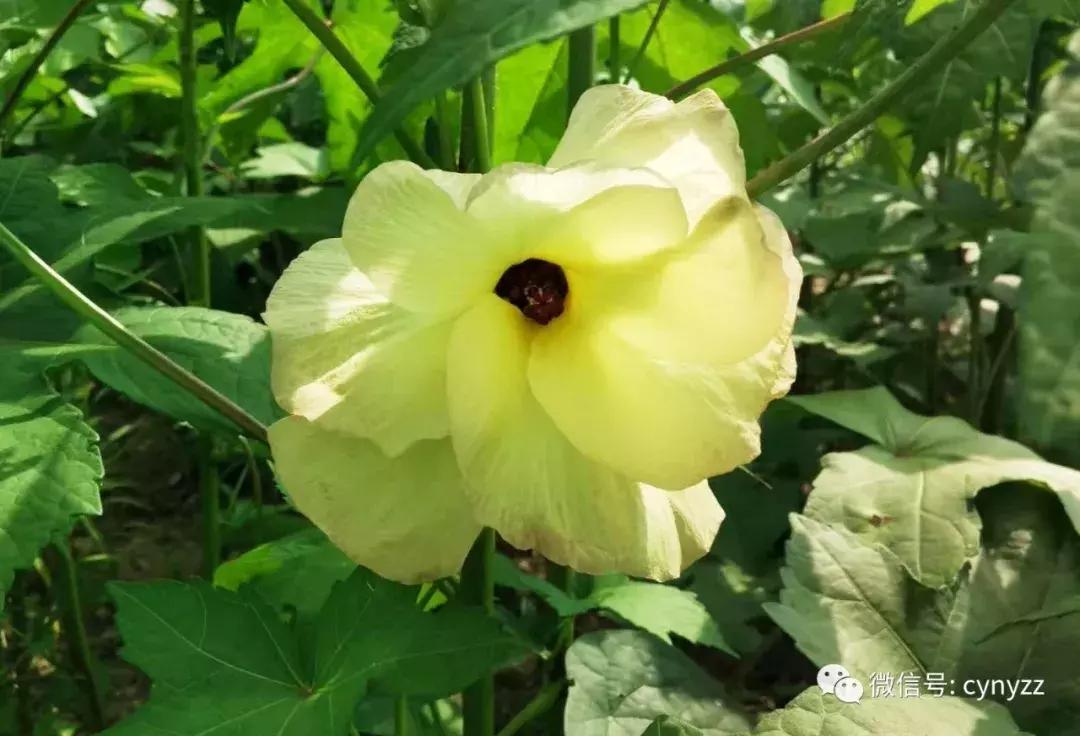 药食同源金花葵,金花葵是药食同源食品吗