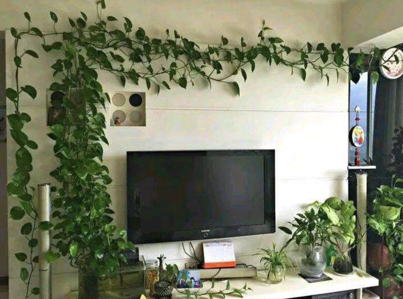 养的绿萝会爬墙,绿萝爬墙经验