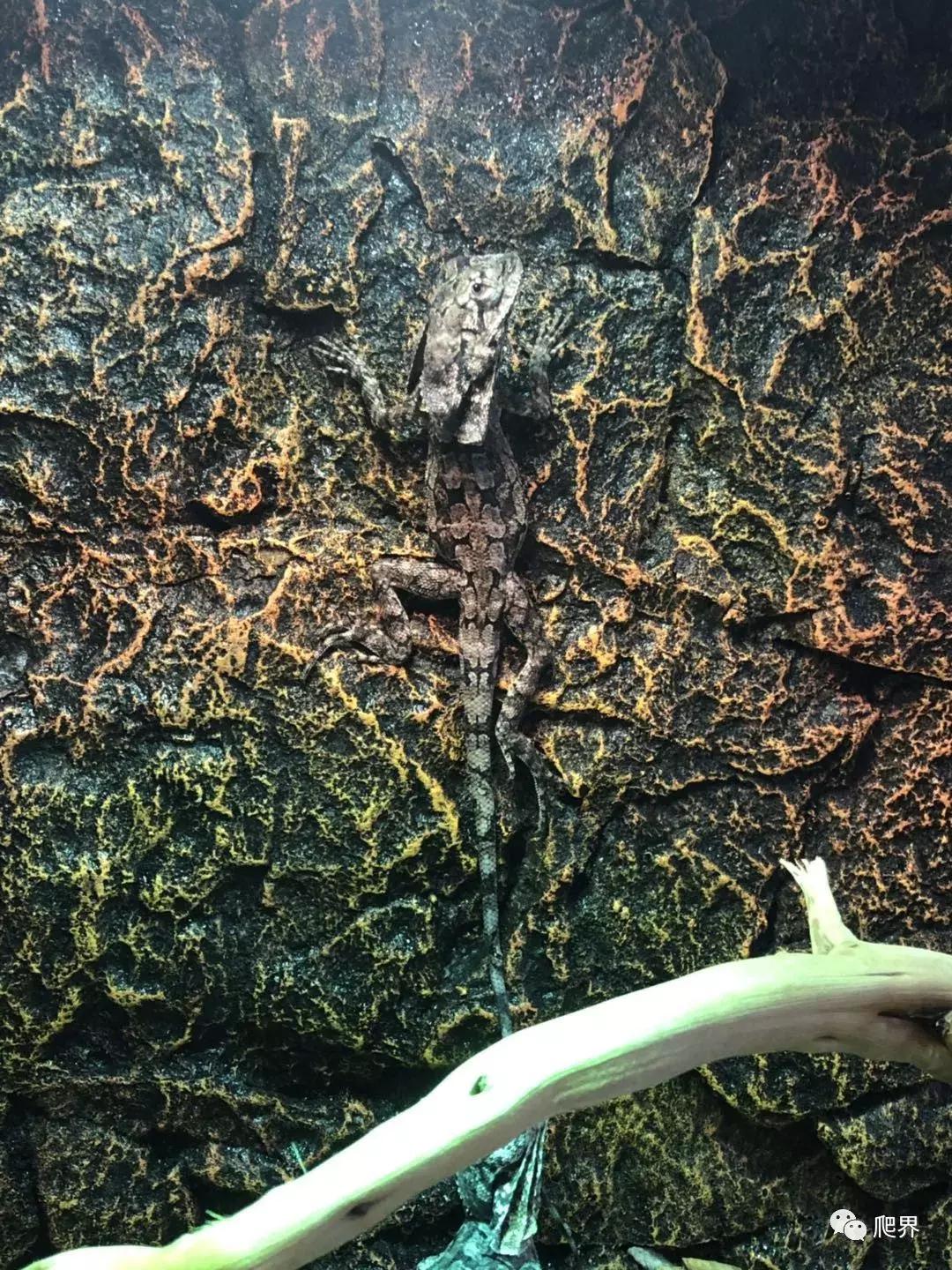 湛江爬宠店,深圳爬宠店在哪里