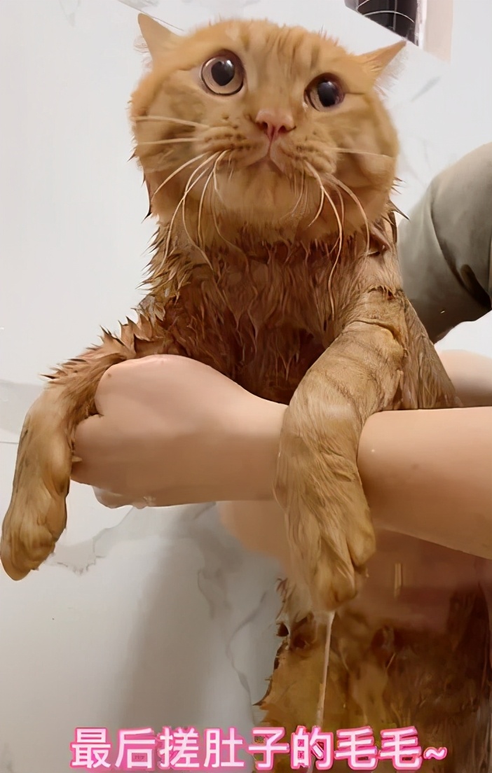 毛孩子洗护大片,毛孩子沐浴液