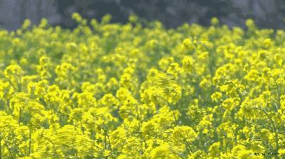 戚薇推荐的生姜洗头露,戚薇日常护发的小技巧