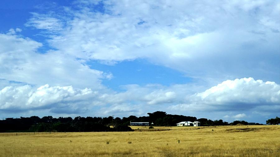 澳大利亚野山羊为什么不出口,澳大利亚野山羊不能吃吗