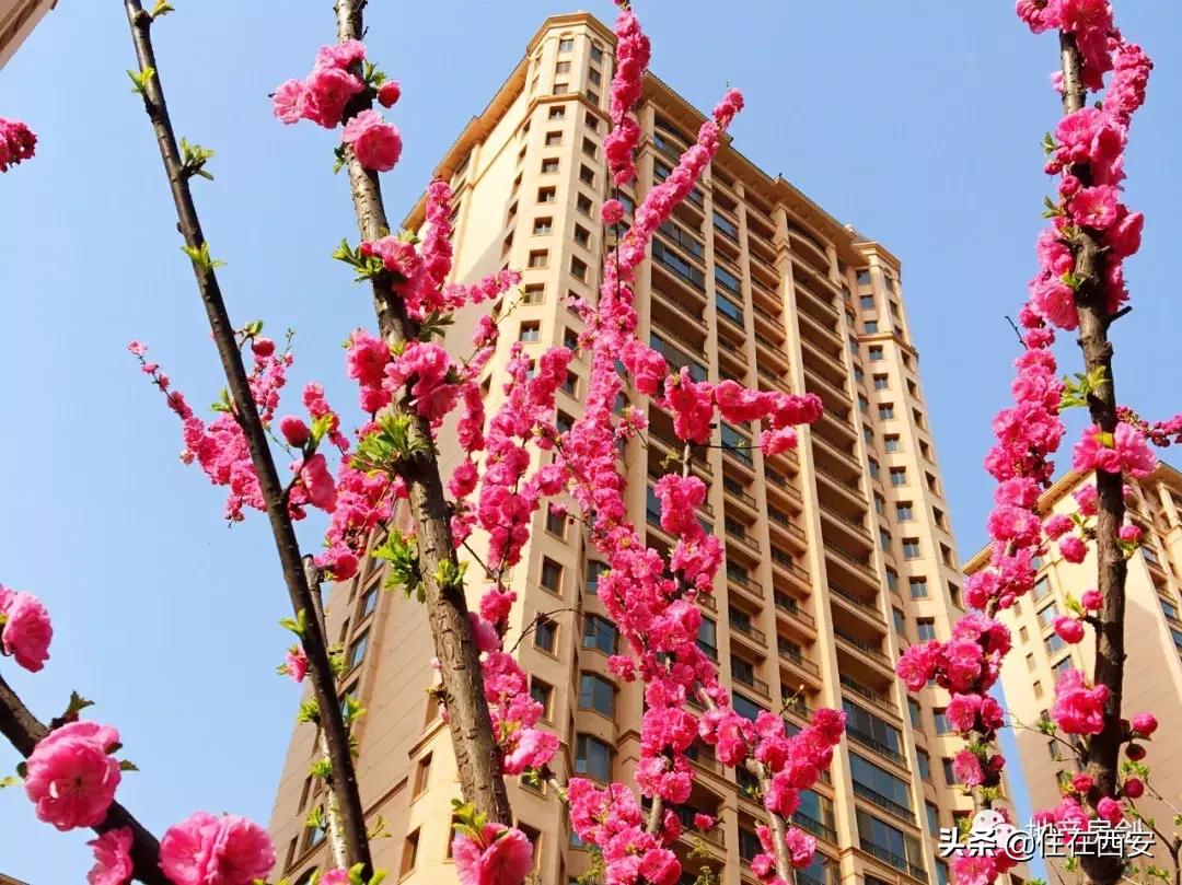 品质生活ip,星河湾的品质