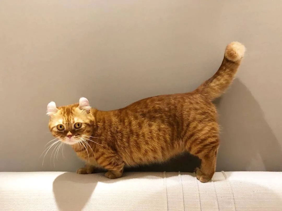 矮脚长毛大松尾拿破仑猫,长毛大尾巴拿破仑矮脚猫