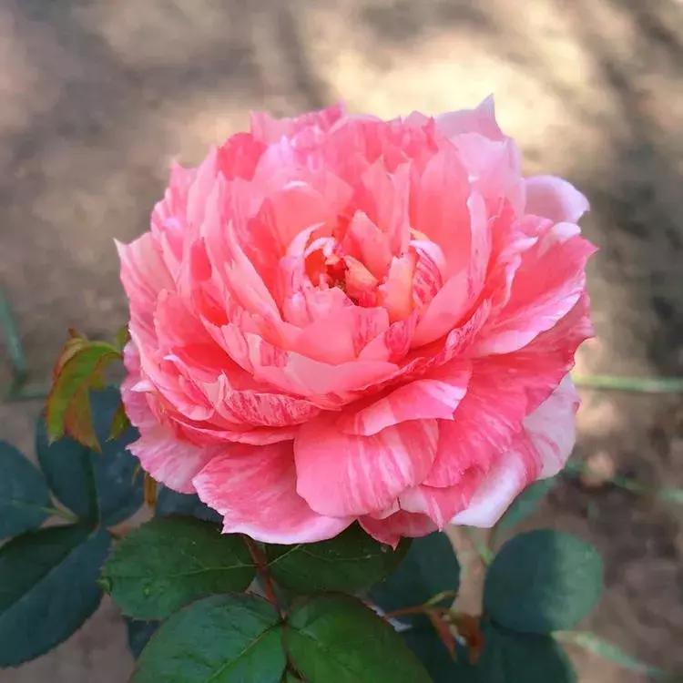 月季图鉴哪本书好,淘宝上最好养的月季品种