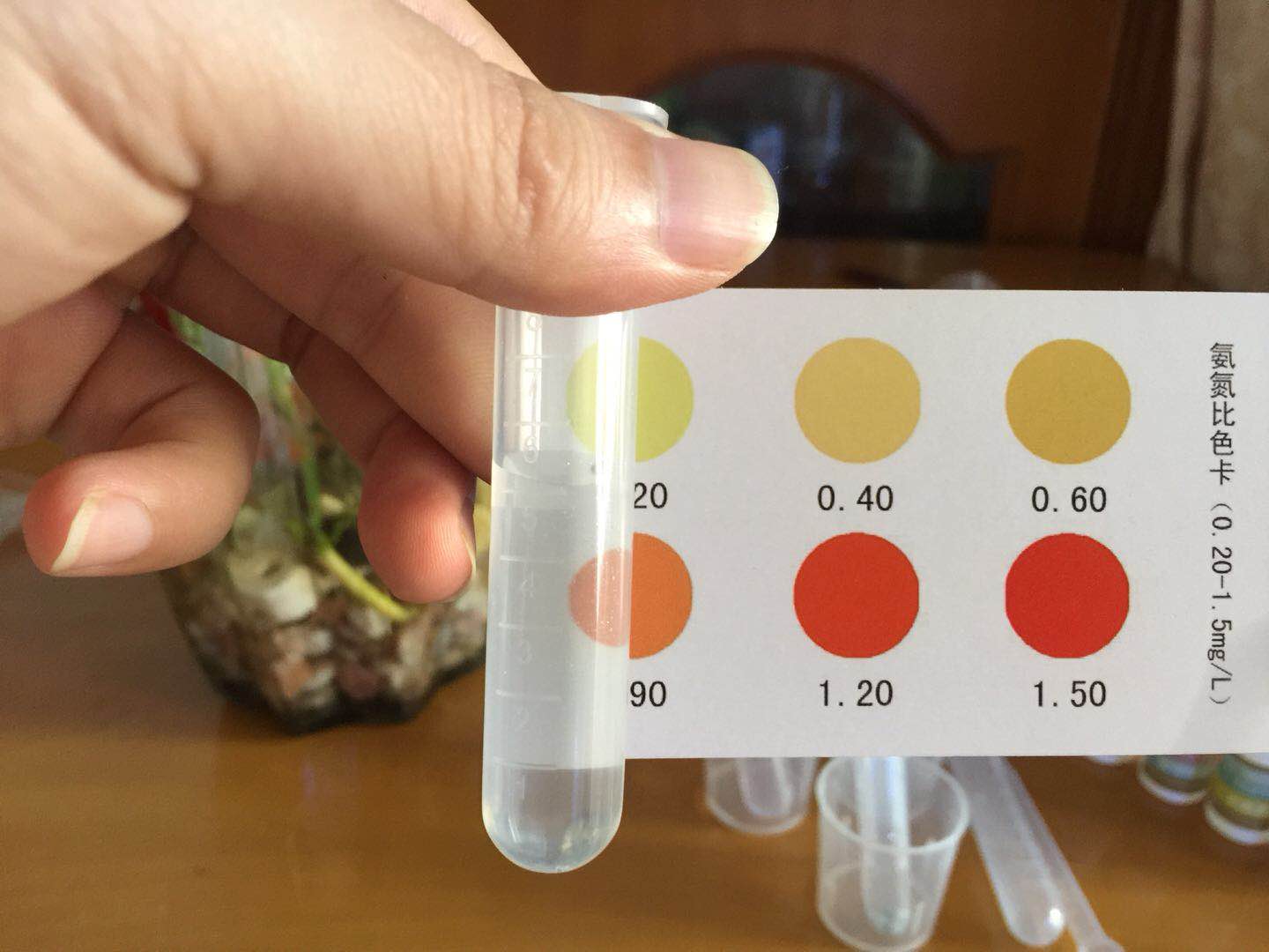 只要一点水就可以养活的植物,绿萝养斗鱼