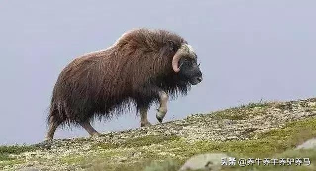 适合生产雪花牛肉的中国牛品种,夏洛莱和黑白花牛杂交是啥品种