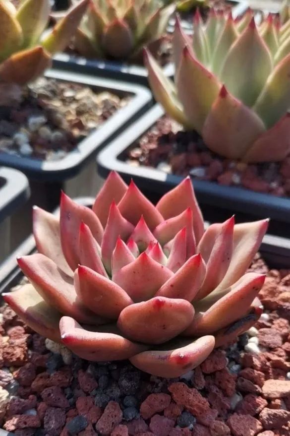 养多肉植物修身养性,多肉的习性和日常养护方法