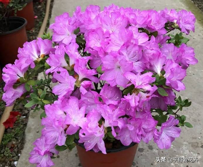 想要杜鹃开花怎么办,杜鹃如何度夏