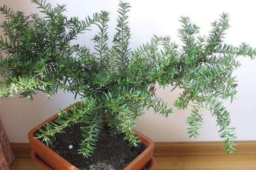 盆栽红豆杉的修剪时间和方法图片,家里摆放红豆杉风水好吗