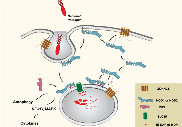 狗狗脚趾真菌感染怎样治疗,狗狗真菌感染怎么预防