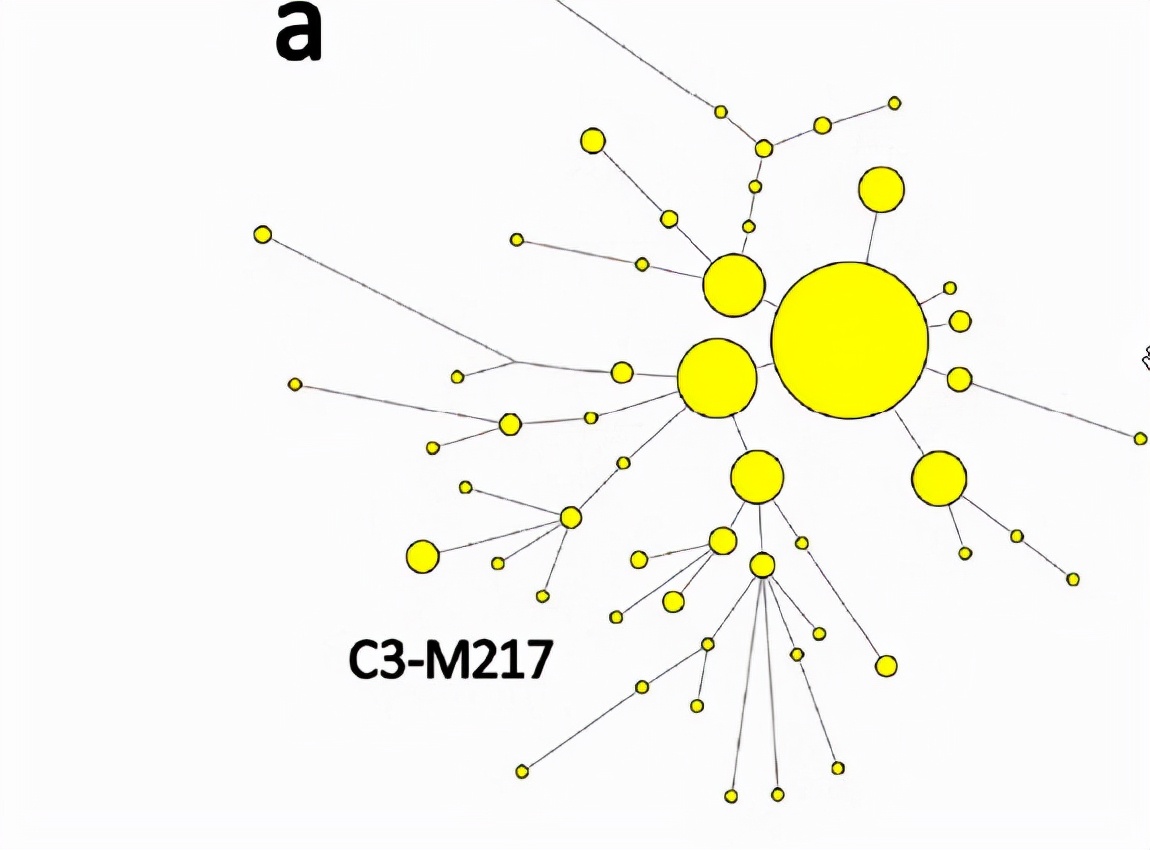 孔氏家族的C类型和Q类型