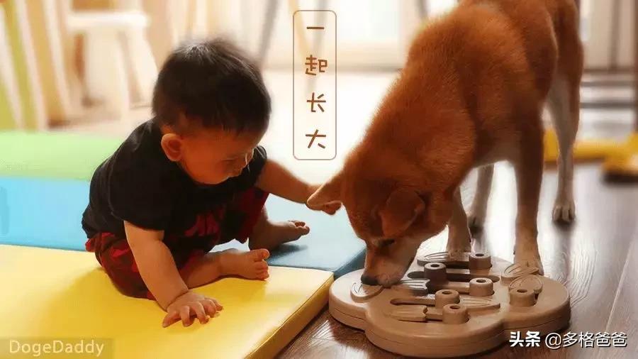 被狂犬病的狗舔一下会得病吗,狗舔过的东西狂犬病毒能存活多久