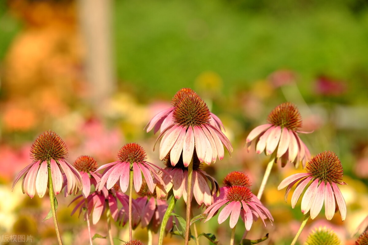 重阳节赏菊正当时，推荐国内这9个地方的赏菊好去处，沉浸式赏花