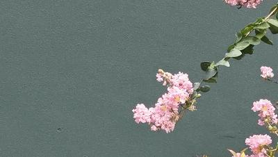 北有阿那亚社群，南有册之丘社群，后者60%研究生以上学历