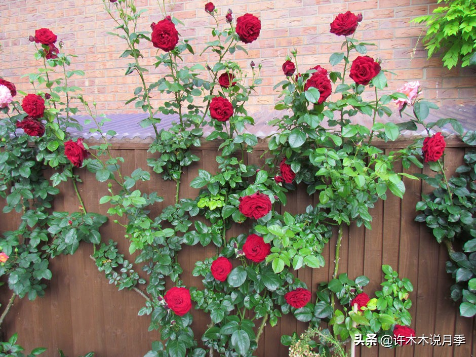 最好种植的藤本月季，种下一颗小苗，收获一片花海