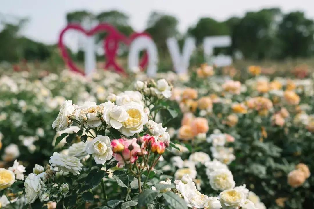 南京溧水千亩玫瑰,南京玫瑰园千亩花海迎来盛花期