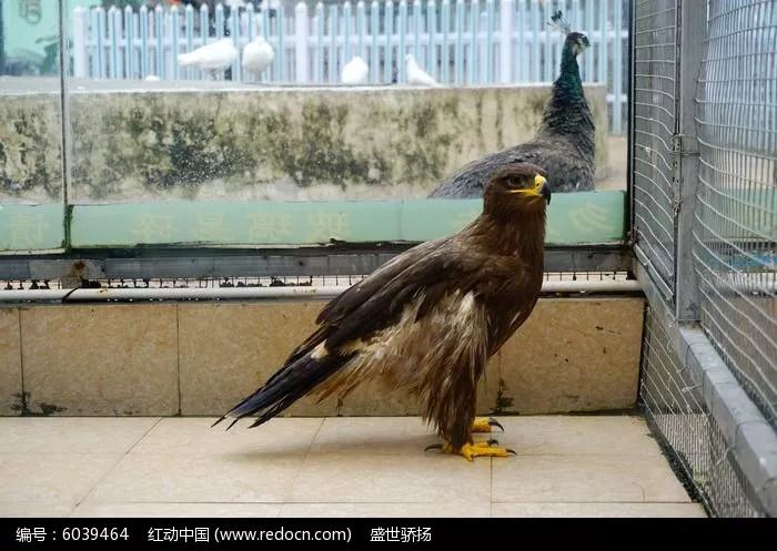 德州动物园野生动物,德州动物园动物们