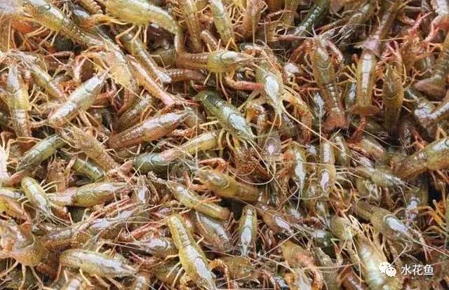 新开的塘养殖小龙虾需要注意什么,小龙虾养殖五月要注意事项