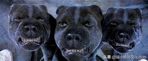 哈利波特三头犬怎么不击败三头犬,哈利波特里的三头犬长什么样