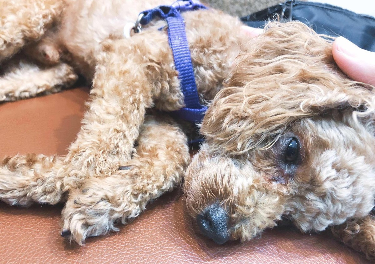 贵宾犬几个月停止骨骼生长,贵宾犬容易生病吗视频