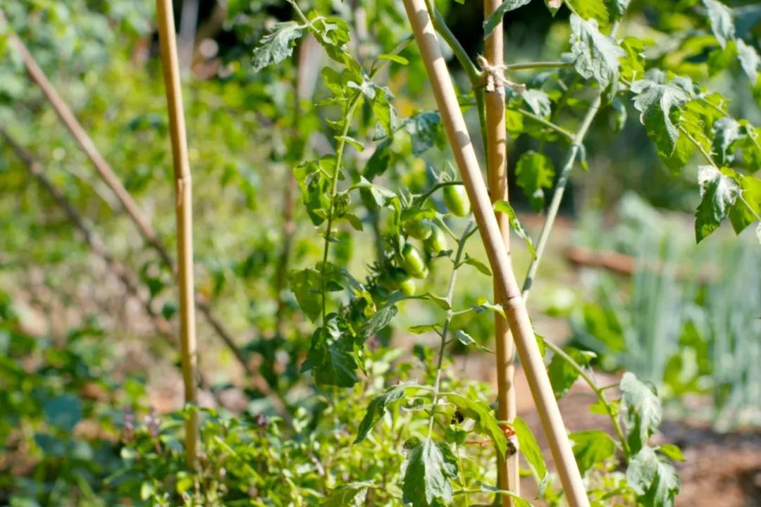 一对夫妻的零浪费生活,自制牙膏洗发水