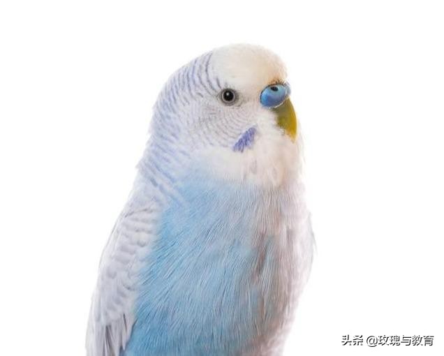 常见的动物英文单词怎么读,常见动物英语学习