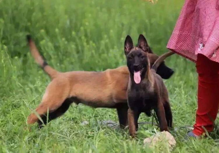 马犬咳嗽怎么治疗,40天左右的马犬咳嗽