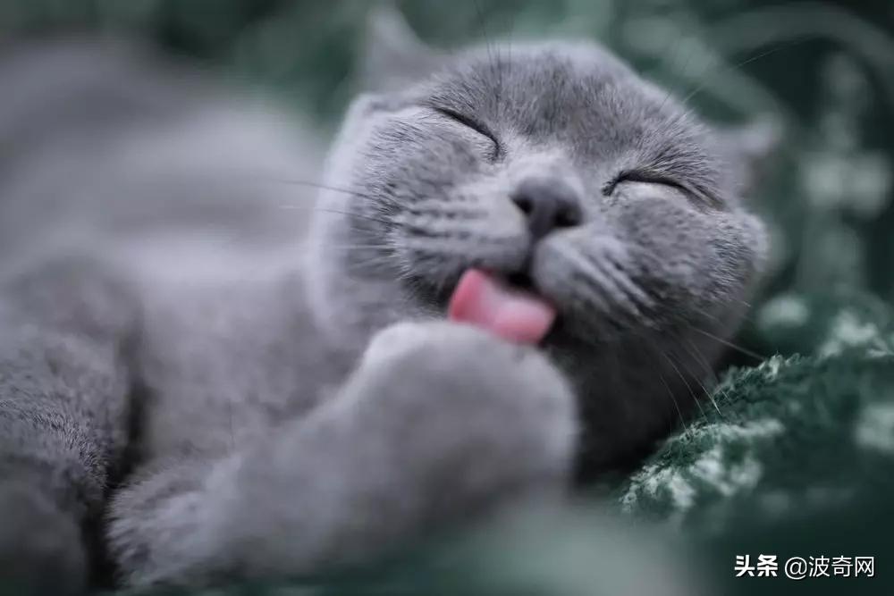 猫咪为什么掉毛特别厉害,猫咪打架掉毛秃了很大一块