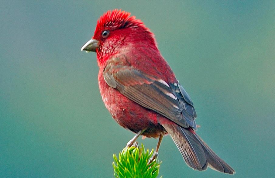 广东常见鸟类图谱和名称图文,东江揽胜鸟类
