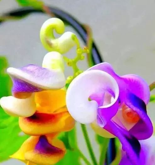 世界顶级奇花异卉,最美奇花异卉