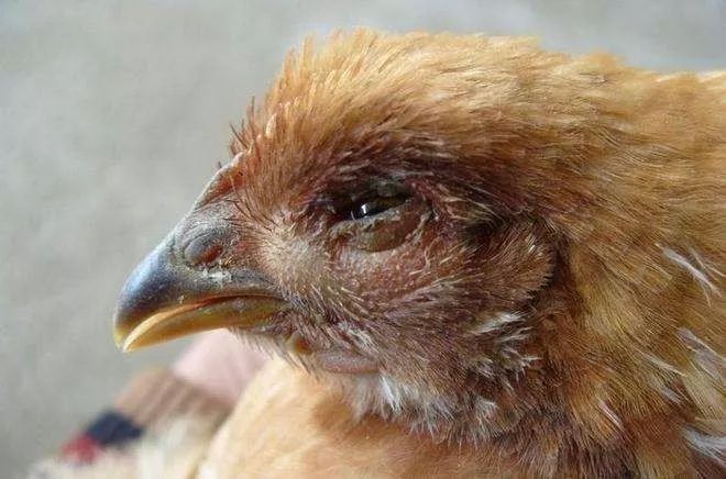 鸡病预防工作,鸡病防控措施有哪些