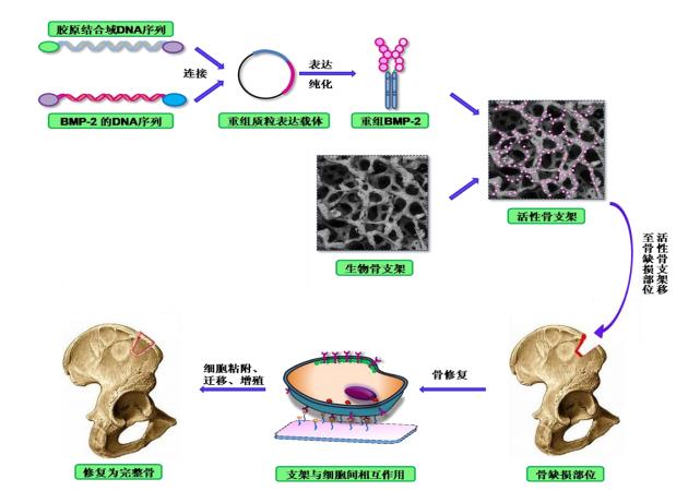 正海生物2024有望翻十倍的股,正海生物具备十年十倍的潜力吗