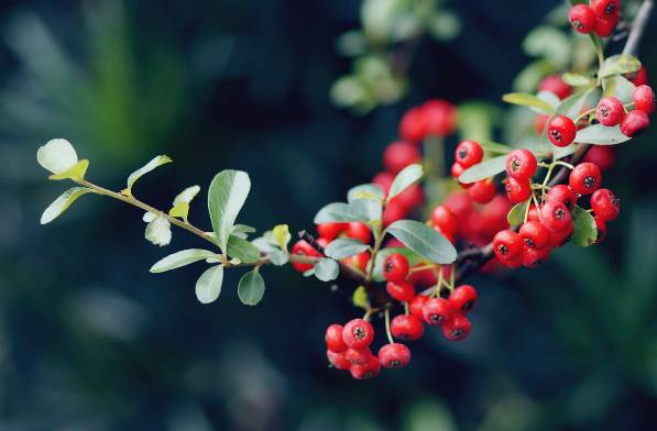 云南特产山货血三七,云南独有的44种野菜