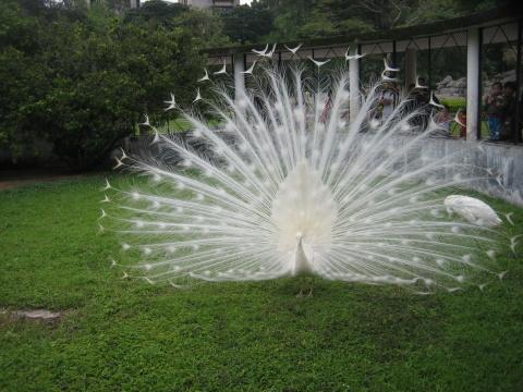 广州5a级景区推荐,广州国家aaaaa级旅游景区名单查询