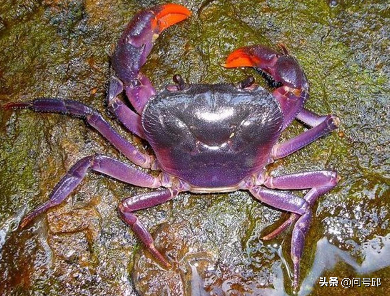 100只很奇怪的螃蟹,很多奇怪螃蟹