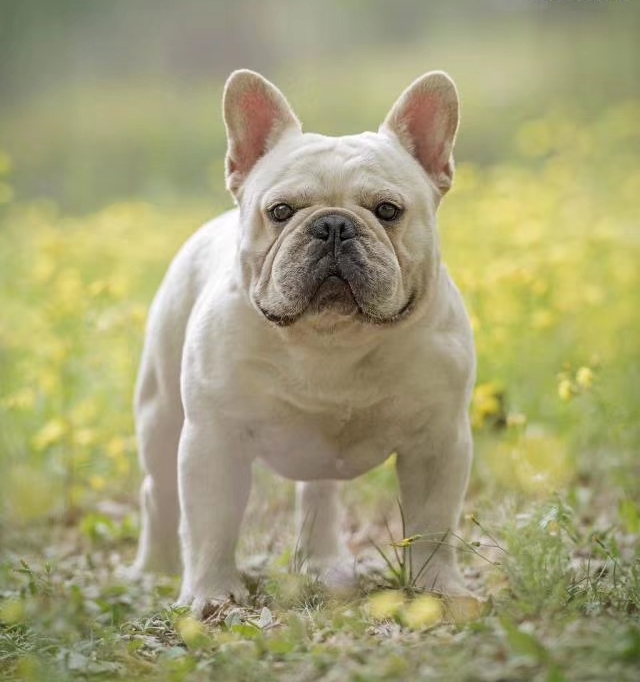 中国法斗犬舍,中国知名法斗犬舍