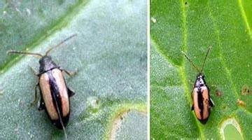 跳甲防治技巧,跳甲最好的克星