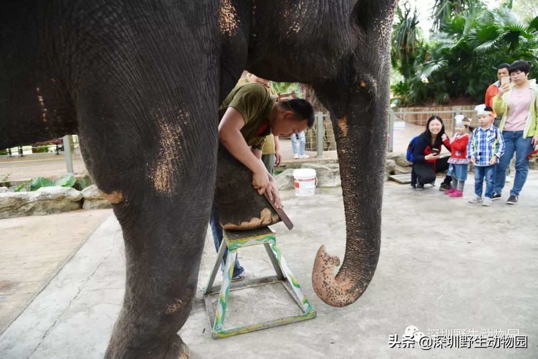 野象谷和大象互动视频,野象谷跟大象互动