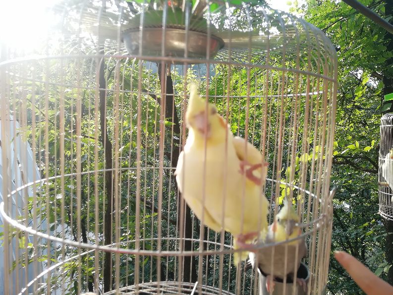 洛阳栾川竹海野生动物园值得去吗,洛阳栾川竹海野生动物园都有什么