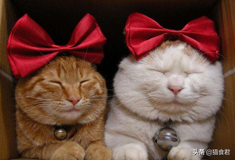 猫咪戴项圈导致脖子坏了怎么办,为什么猫咪不建议戴项圈防丢