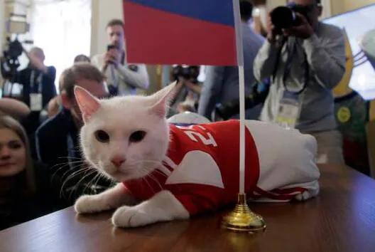 流浪猫突然暴富了,俄罗斯3只流浪猫