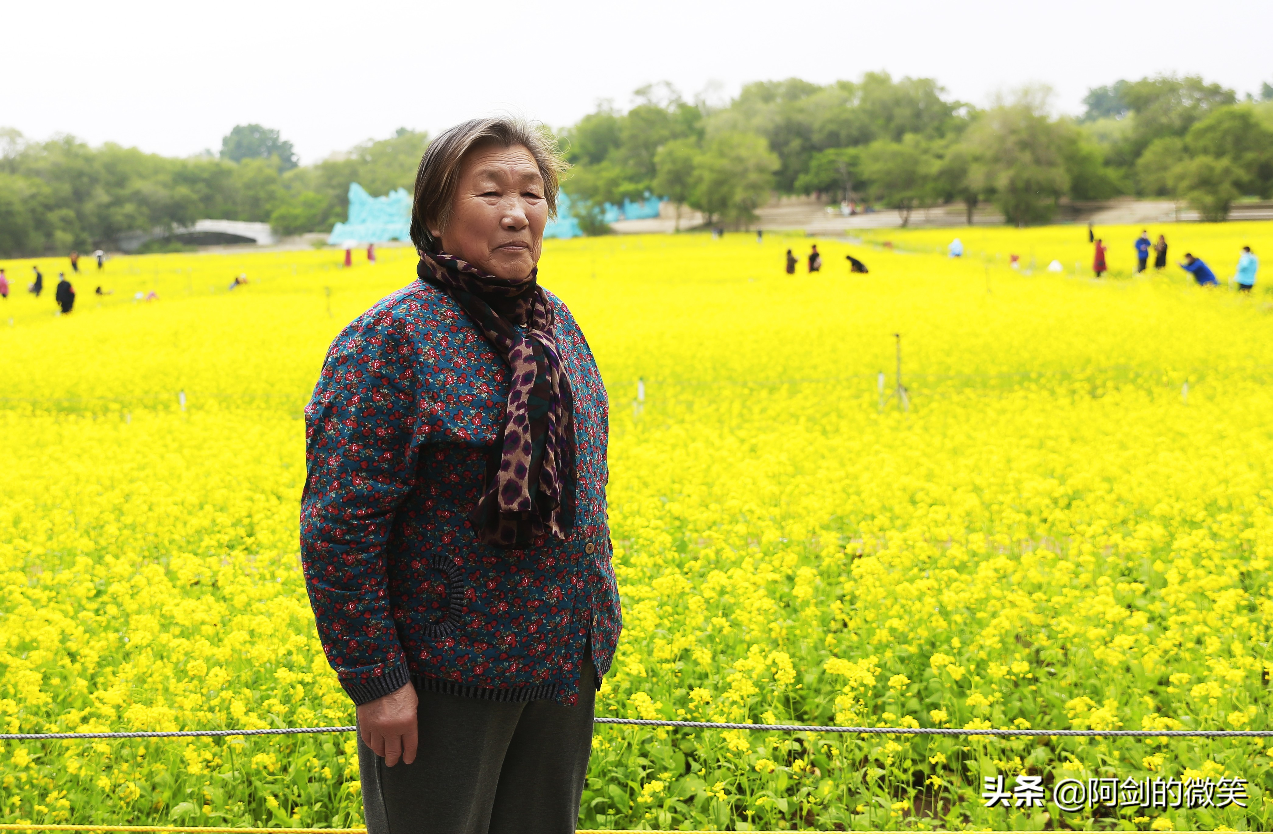 沈阳十一假期哪里有花海,沈阳玫瑰小镇温泉花海两日游