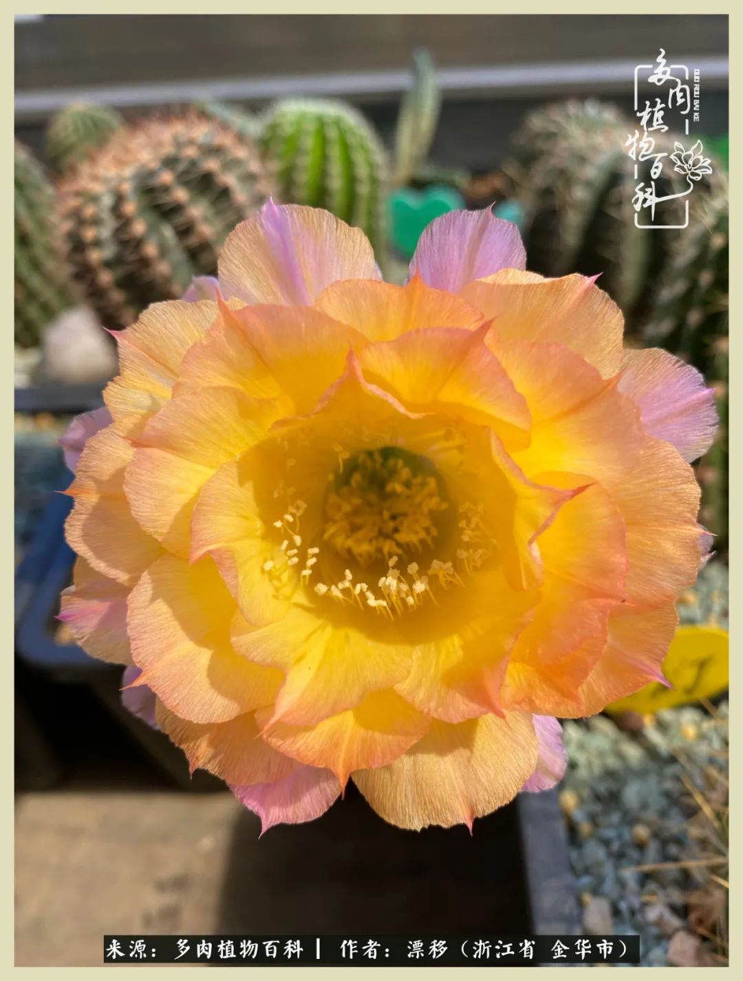 仙人球开花的惊艳瞬间,仙人球开花惊艳了6月